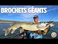 La pche des brochets gants  comment trouver et capturer ces normes poissons 