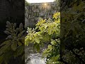 CHOISYA TERNATA 'SUNDANCE' TIMELAPSE