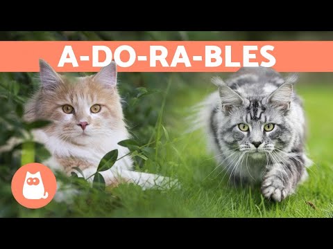 Vidéo: 10 races de chats à poil long que nous aimons