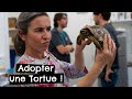 Adopter une tortue 