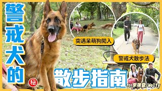 警戒犬的散步指南Feat.Wolfy(德牧)+李蒨蓉熊爸估狗