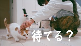 引き続き待てトレーニングをさせられる子猫【2日目まとめ編】