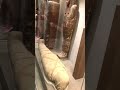 REAL MAMI AT THE MET Mami Short Fun Ancient Ancienthistory Short Summer Original Rare REAL MAMI AT THE MET Mami Short Fun Ancient Ancienthistory Short Summer Original Rare