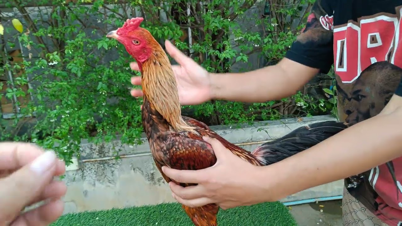 ...มาชมไก่ตัวรักของนาจเต็งหนาม