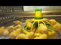 ROBOT Cage Equipment for Broiler Chicken Farming