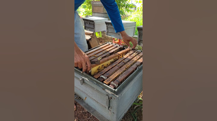 Check the bees. #beekeeping #beefeater #honeybeesting #honey