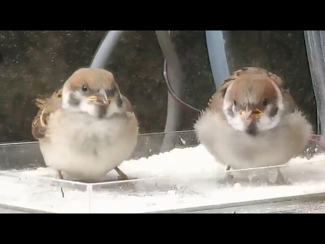 幼鳥2羽目登場！N260508 055744 - YouTube