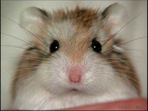 funny-hamsters---funny-hamster-video-!-part-2