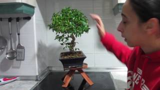 actualización bonsai enero 2017