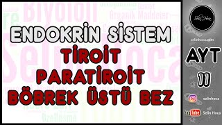 8) Endokrin Sistem - Tiroit - Paratiroit - Böbrek Üstü Bez
