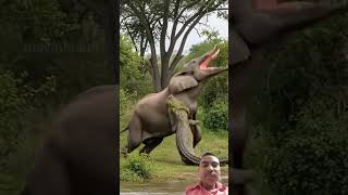 Elephant Fends Off Deadly Crocodile To Save It's Baby shorts viral 😭👍🏾