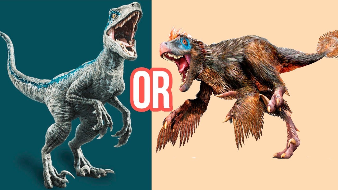 VELOCIRAPTOR 10 Facts You Should Know About This Dinosaur