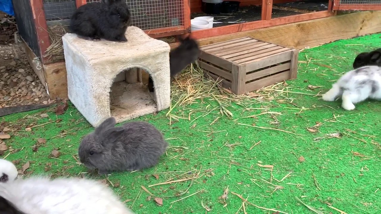 English Angora Babies December 2018 