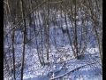 Video chasse à l&#39;arc - Tir d&#39;un chevreuil