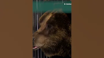 Австралийские кенгуру в сахалинском зоопарке