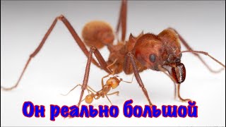 The Ants. Гигантский муравей листорез