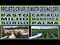 PROJETO PARA CRIAR 35 MATRIZES NELORE, PASTO, MILHO, SORGO, CAPIAÇU, MANDIOCA E PALMA