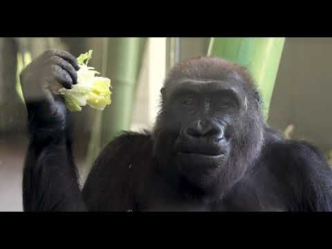 Baby Gorilla Born on Mother’s Day at Lincoln Park Zoo