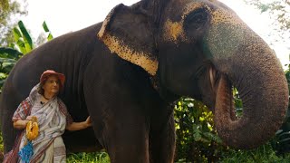 The Elephants in Mayapur and Their German Mother!