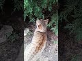 🐱 Ginger Cat Exploring the Outdoors | Curious Cat Smelling the Bushes 🌿#cat#prettycat #viral #shorts