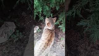 🐱 Ginger Cat Exploring the Outdoors | Curious Cat Smelling the Bushes 🌿#cat#prettycat #viral #shorts