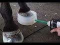 Sistema tratará doenças de casco nos cavalos