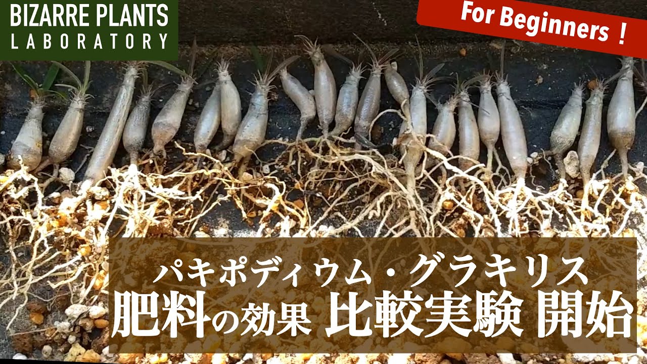 【パキポディウム・グラキリス】肥料の効果 比較実験 開始します！！
