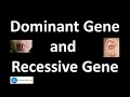 Gene Power: Dominant and Recessive Traits Explained