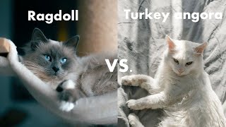 Ragdoll Cat VS. Turkish Angora Cat  Which is better for you?