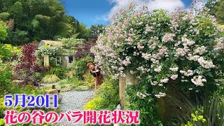 【一年で一番華やかなバラの時期】「美しいバラとモルタル壁面」の幻想的な風景【花の谷オールドビレッジ】
