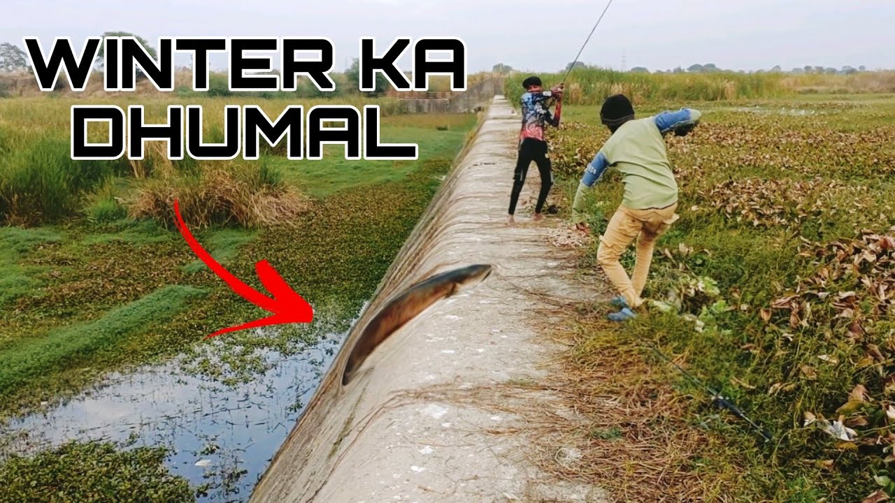 WINTER KE MAUSAM MAIN SNAKEHEAD KA ATTACK || ठंडी ‌‌‍‍के मोसम में मरल का शिकार ||