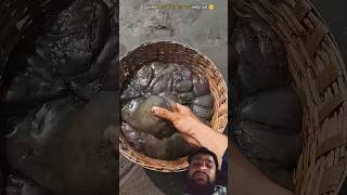 Rescue mission: Over 100+ jellyfish safely returned to their home 🌴#petsswaghelp