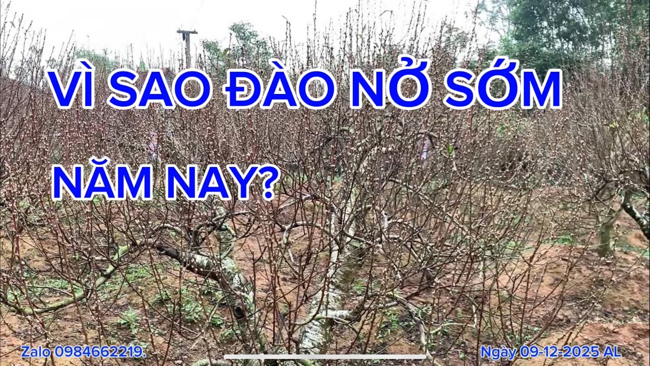 Vì Sao Đào Tết Năm Nay Nở Sớm? Nguyên Nhân Ít Người Biết 