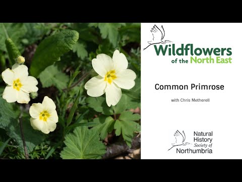 Video: Common Primrose