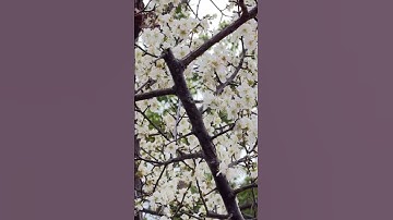 Thumbnail of Plum blossom evlo flowers cute ah irukula #flowers #blossom #tamilsong