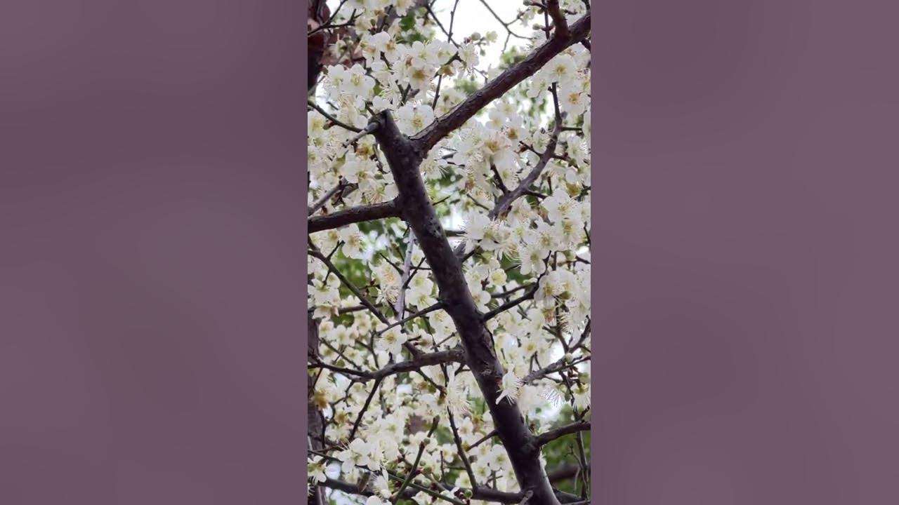 Plum blossom evlo flowers cute ah irukula #flowers #blossom #tamilsong Plum blossom evlo flowers cute ah irukula #flowers #blossom #tamilsong