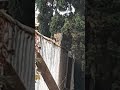 UMA ONÇA JAGUATIRICA LINNNDA E DÓCIL SUBIO NO MURO