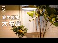 【园丁小饭】室内植物的摆放位置，也要考虑到植物的心情啊！