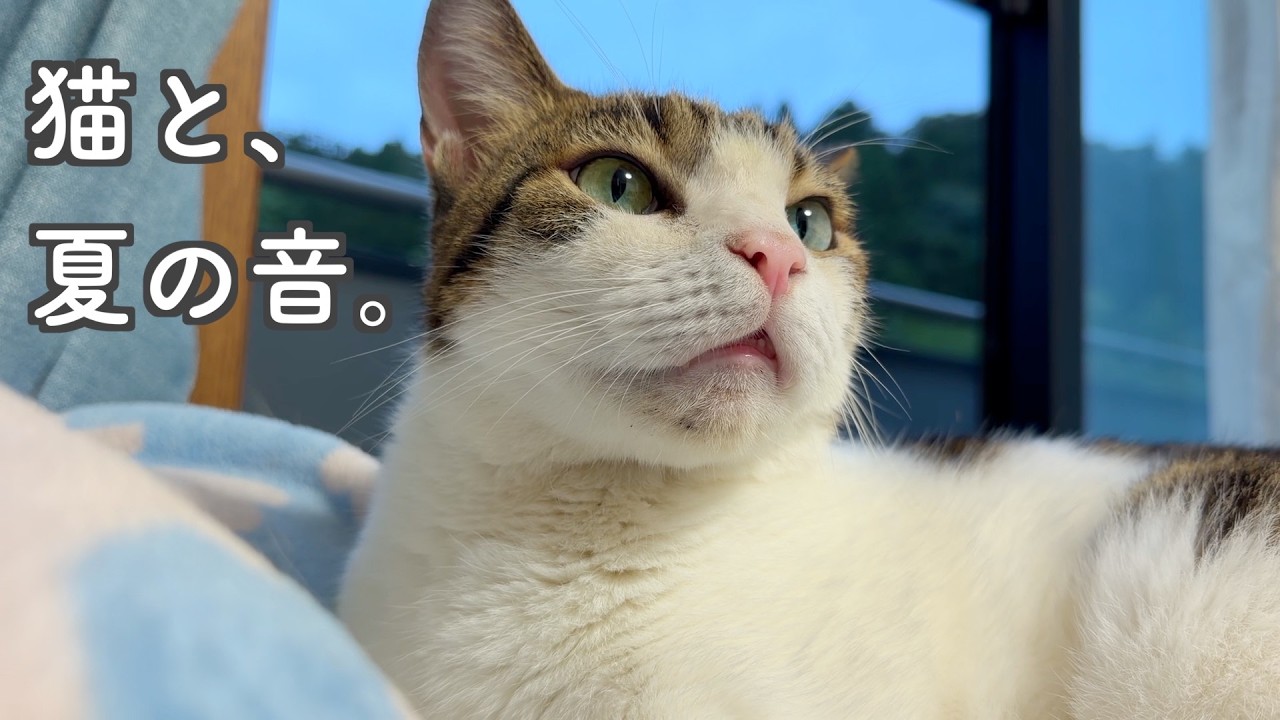 ねこ雀 YouTube