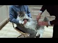 Maine Coon Felix. Grooming. Daily fur care.