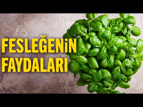 Video: Fesleğen: Faydalı Xüsusiyyətləri, Tətbiqi