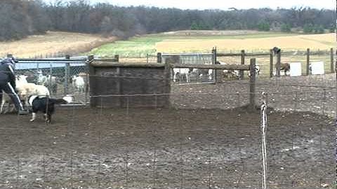 Herding Instinct Test, Border Collie Unsure, Part 2