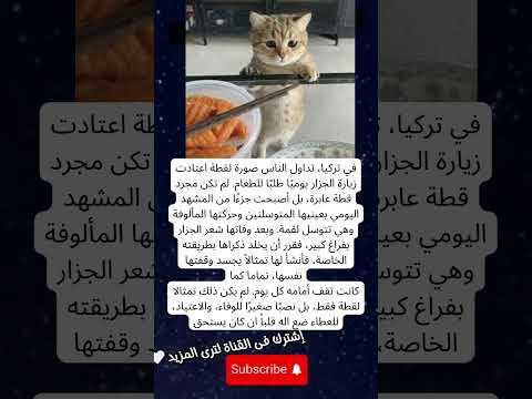 في تركيا تداول الناس صورة لقطة اعتادت زيارة الجزار يومي ا طلب ا للطعام لم تكن مجرد قطة عابرة