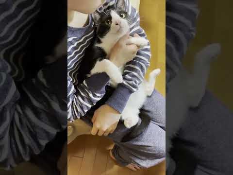 息子の抱っこをやんわりと拒否する猫 #Shorts