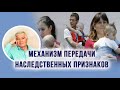 Механизм передачи наследственных признаков. Наглядная практика на личном приёме у Руденко В.В.