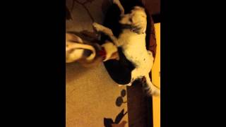 Miles and Sophie Playing, 8 1/2 wks old by ChampersandsTail 2 views 9 years ago 2 minutes, 45 seconds