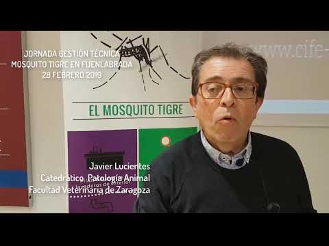Javier Lucientes. Catedrático experto valora la jornada de Mosquito Tigre en Fuenlabrada