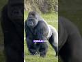 Los 3 animales más fuerte #viral #peligrosos #shortvideos #curiosidades #animalesincreibles