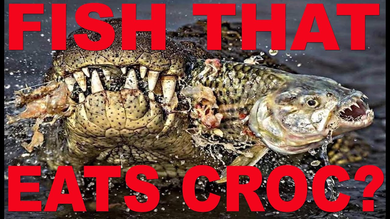 Goliath Tiger Fish Eating Crocodile