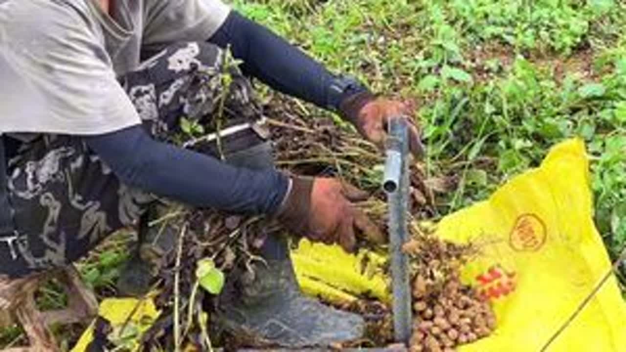 花十几块钱在网上买了一个拔花生的神器，现场测试看看好不好用？ #农村 #拔花生神器 #开箱测试 #双抢季节 #我的乡村生活